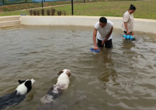 Dog pool play time